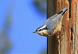 Red-breasted Nuthatchborder=